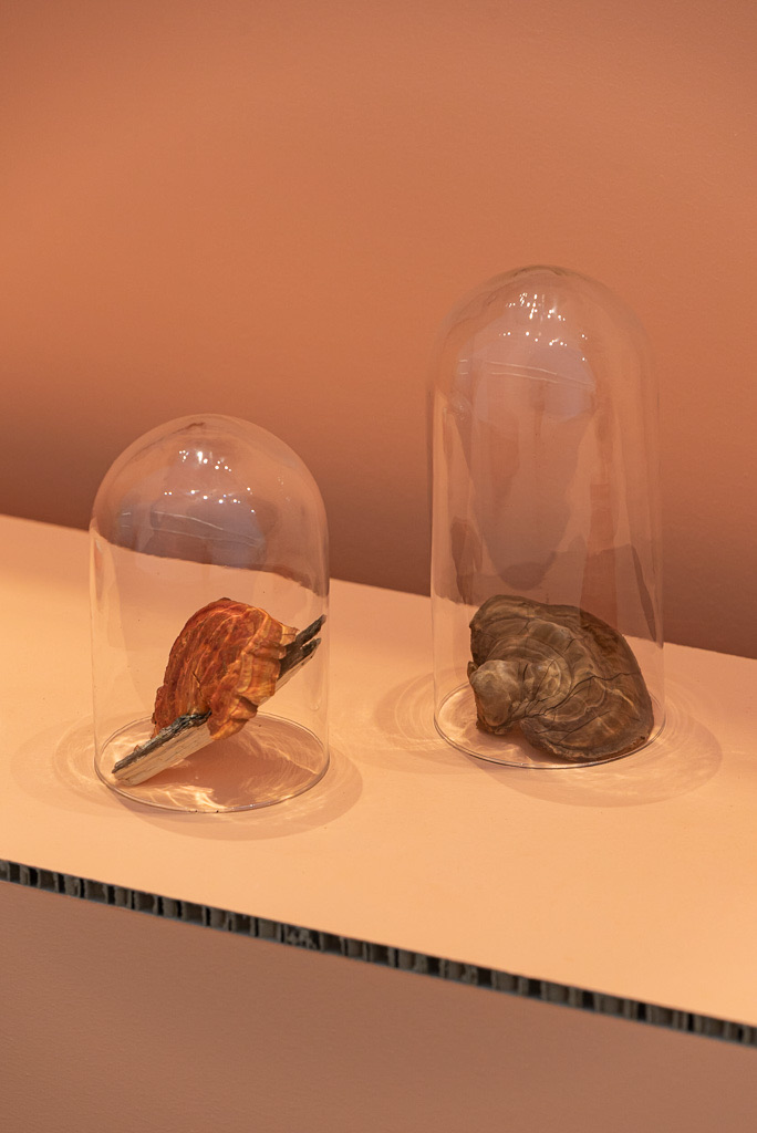 Biomateriales — fotografía 9