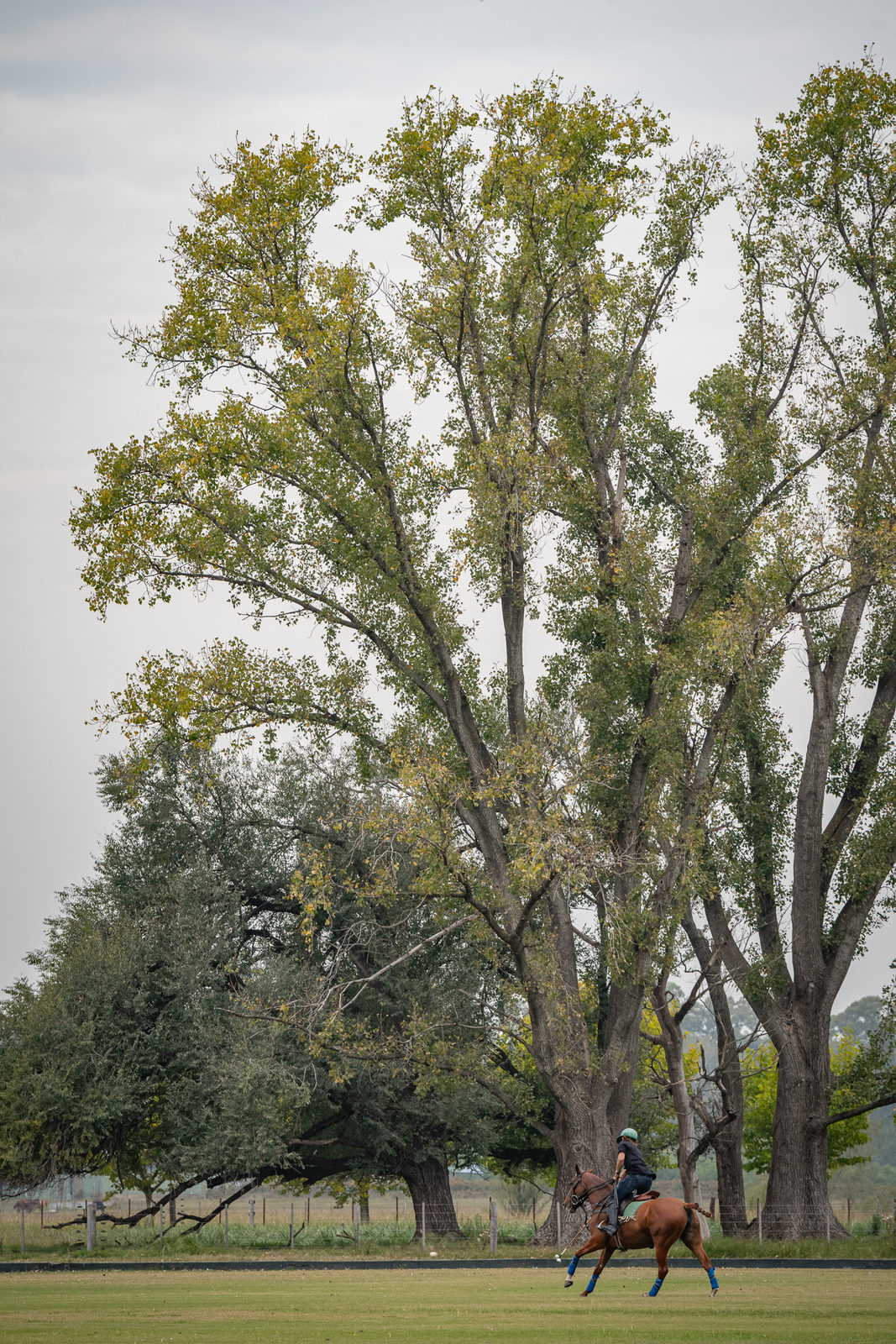 Caballerizas MFLL — fotografía 12